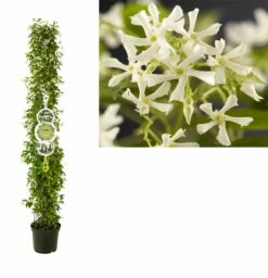 Toscaanse Jasmijn, Cilinder (Trachelospermum Jasminoides )