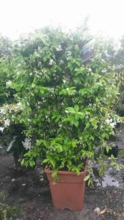 Toscaanse Jasmijn Als Leivorm(Trachelospernum Jasminoides) -DIRECTPLANT Winkel trachelospernum jasm. leivorm 100125 2