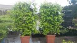 Toscaanse Jasmijn Als Leivorm(Trachelospernum Jasminoides) -DIRECTPLANT Winkel trachelospernum jasm. leivorm 100125 3