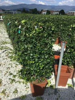 Toscaanse Jasmijn Als Leivorm(Trachelospernum Jasminoides) -DIRECTPLANT Winkel trachelospernum jasminoides 90x50 cm