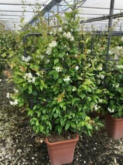 Toscaanse Jasmijn Als Leivorm(Trachelospernum Jasminoides) -DIRECTPLANT Winkel trachelospernum jasminoides lage leivorm met bloem