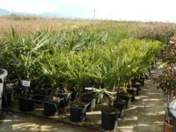 Winterharde Palm Meerstammig (Trachycarpus Fortunei) -DIRECTPLANT Winkel trachycarpus fortunei