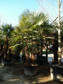 Winterharde Palm Meerstammig (Trachycarpus Fortunei) -DIRECTPLANT Winkel trachycarpus fortunei 3 stammig