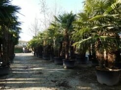 Winterharde Palm Meerstammig (Trachycarpus Fortunei) -DIRECTPLANT Winkel trachycarpus fortunei 3 stammig 2
