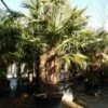 Winterharde Palm Meerstammig (Trachycarpus Fortunei) -DIRECTPLANT Winkel trachycarpus fortunei 3 stammig 4