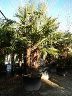 Winterharde Palm Meerstammig (Trachycarpus Fortunei)
