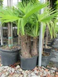Winterharde Palm Meerstammig (Trachycarpus Fortunei) -DIRECTPLANT Winkel trachycarpus fortunei multistam