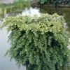 Tsuga (Tsuga Canadensis 'Jeddeloh') -DIRECTPLANT Winkel tscjedde 2 1