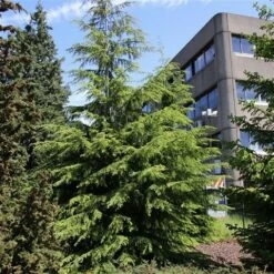 Westelijke Hemlockspar (Tsuga Heterophylla) -DIRECTPLANT Winkel tsuga heterophylla