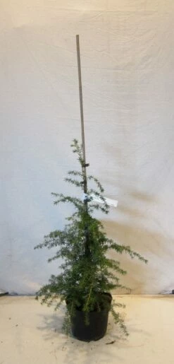 Westelijke Hemlockspar (Tsuga Heterophylla) -DIRECTPLANT Winkel tsugaheterophylla060