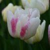 Tulp (Tulipa 'Double Shake') -DIRECTPLANT Winkel tulipa double shake 4