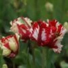Tulp (Tulipa 'Estella Rijnveld, Parkiet') -DIRECTPLANT Winkel tulipa estellarijnveld 2