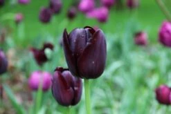 DIRECTPLANT Winkel 9 Tulp (Tulipa 'Queen Of Night, Enkel Laat')
