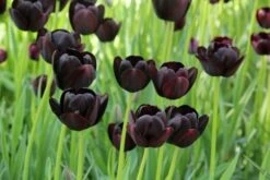 DIRECTPLANT Winkel -DIRECTPLANT Winkel tulipa queenofnight 12 1 1