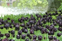 Tulp (Tulipa 'Queen Of Night, Enkel Laat') -DIRECTPLANT Winkel tulipa queenofnight 15