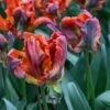 Tulp (Tulipa 'Rasta Parrot') -DIRECTPLANT Winkel tulipa rasta parrot 7 1