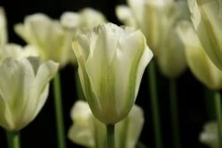 Tulp (Tulipa 'Spring Green', Viridiflora)