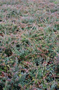 Veenbes (Vaccinium Macrocarpon Cranberry) -DIRECTPLANT Winkel vaccinium macrocarpon