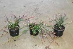 Veenbes (Vaccinium Macrocarpon Cranberry) -DIRECTPLANT Winkel vaccinium macrocarpon 2
