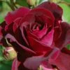 Trosroos (Rosa 'Burgundy Ice')