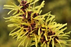 Toverhazelaar (Hamamelis Mollis) -DIRECTPLANT Winkel vaem02437