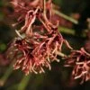 Toverhazelaar (Hamamelis Intermedia 'Ruby Glow') 1 Toverhazelaar (Hamamelis Intermedia 'Ruby Glow') -DIRECTPLANT Winkel vaem02444