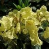 Rhododendron (Rhododendron 'Goldinetta') -DIRECTPLANT Winkel vaem03020 1