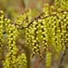 Staartaar (Stachyurus Praecox)