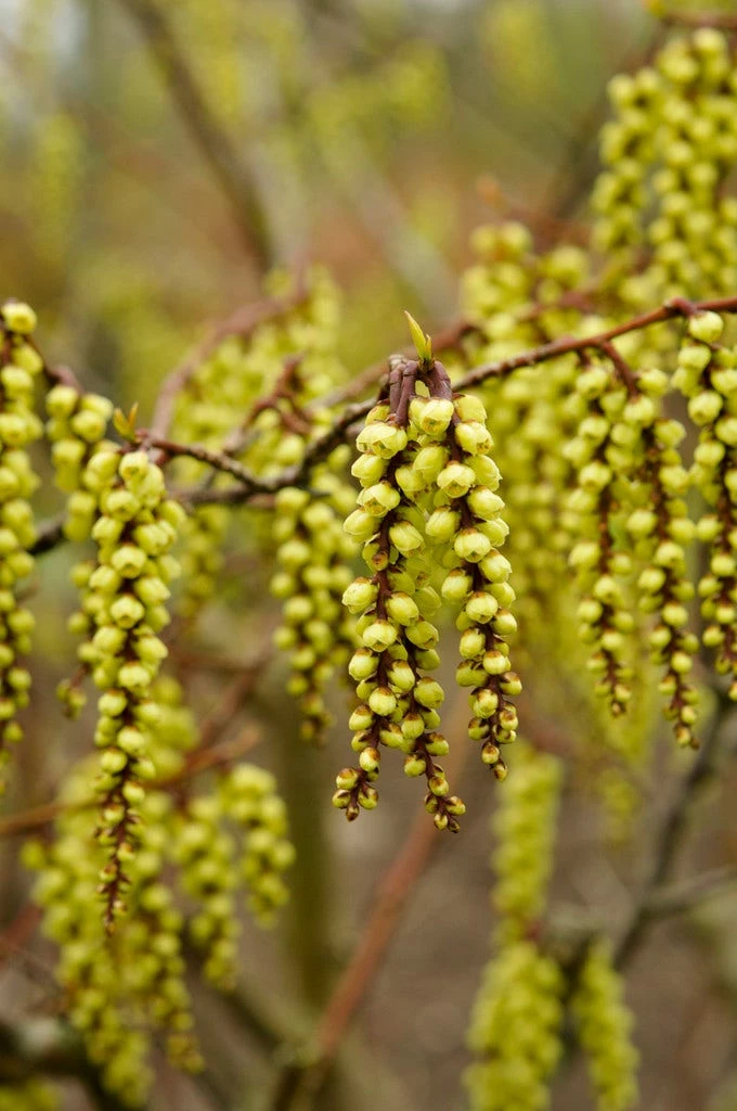 Staartaar (Stachyurus Praecox) 3 Staartaar (Stachyurus Praecox)