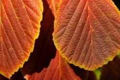 Toverhazelaar (Hamamelis Intermedia 'Diane') 10 Toverhazelaar (Hamamelis Intermedia 'Diane') -DIRECTPLANT Winkel vaem06951