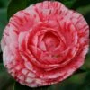 Camelia Als Leivorm (Camellia Japonica 'Giuseppe Traverso') -DIRECTPLANT Winkel vaem07927 1
