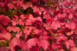 Gelderse Roos (Viburnum Opulus) -DIRECTPLANT Winkel vaem08760 1