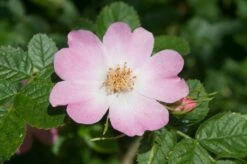 Ondoordringbare Haag, Hoog -DIRECTPLANT Winkel vaem09210