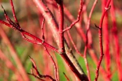 Nieuwe uitgaven -DIRECTPLANT Winkel vaem09749