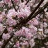 Sneeuwbal (Viburnum Bodnantense 'Dawn') -DIRECTPLANT Winkel vaem09841