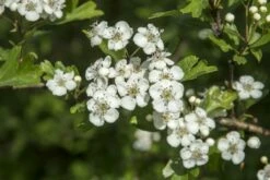 Nieuwe uitgaven -DIRECTPLANT Winkel vaem13493 1