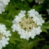 Gelderse Roos (Viburnum Opulus) -DIRECTPLANT Winkel vami00068 1