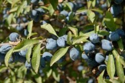 Nieuwe uitgaven -DIRECTPLANT Winkel vami02169