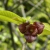 Pawpaw (Asimina Triloba) -DIRECTPLANT Winkel vami04954