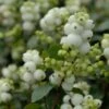 Sneeuwbes (Symphoricarpos 'Magical Galaxy®) 1 Sneeuwbes (Symphoricarpos 'Magical Galaxy®) -DIRECTPLANT Winkel vami07294 1