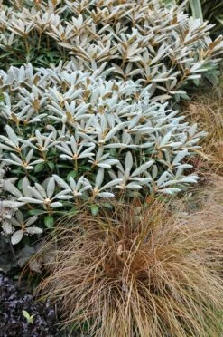 Rhododendron (Rhododendron 'Edelweiss')