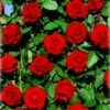 Klimroos (Rosa 'Velvet Star') -DIRECTPLANT Winkel velvetstar 1