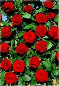 Klimroos (Rosa 'Velvet Star')