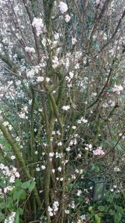 Sneeuwbal (Viburnum Bodnantense 'Charles Lamont') -DIRECTPLANT Winkel viburnum bodn. charles lamont 1