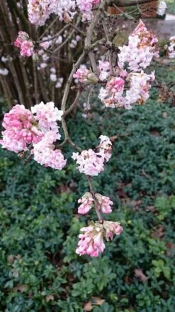 Sneeuwbal (Viburnum Bodnantense 'Dawn') -DIRECTPLANT Winkel viburnum bodn. charles lamont 2