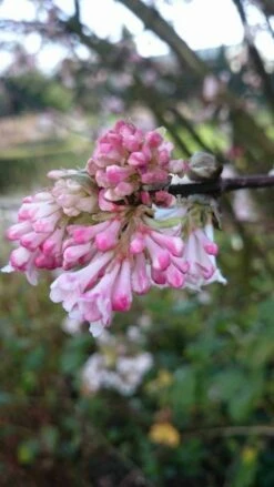 Sneeuwbal (Viburnum Bodnantense 'Charles Lamont') -DIRECTPLANT Winkel viburnum bodn. charles lamont 3