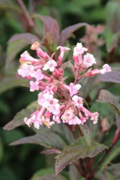 DIRECTPLANT Winkel -DIRECTPLANT Winkel viburnum bodnantense dawn 4