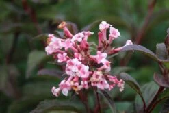 Sneeuwbal (Viburnum Bodnantense 'Dawn') -DIRECTPLANT Winkel viburnum bodnantense dawn 6