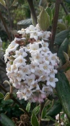 Sneeuwbal (Viburnum Burkwoodii) -DIRECTPLANT Winkel viburnum burkwoodii2