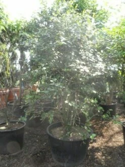 Sneeuwbal (Viburnum Burkwoodii) -DIRECTPLANT Winkel viburnum burkwoodii 200 250 300 c240